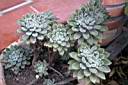 ECHEVERIA LEUCOTRICHA.jpg